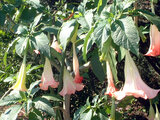 Brugmansia