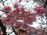 Okame-zakura