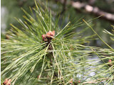 Japanese red Pine
