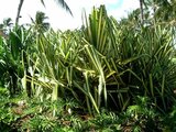 Furcraea foetida 'Mediopicta' 