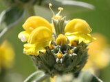 Jerusalem sage