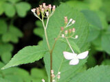 Cardiandra alternifolia