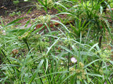 Cyperus alternifolius