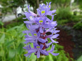 Pontederia cordata