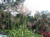 Miscanthus sinensis