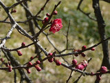 梅花 '蘇芳紅'