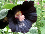 black mallow