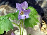 Glaucidium palmatum