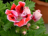 Pelargonium