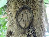 Flying Spider-monkey Tree Fern