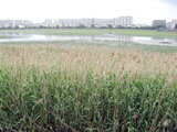 Phragmites australis