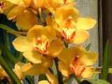 Cymbidium