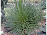 Agave striata