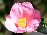 Camellia japonica