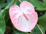 Anthurium