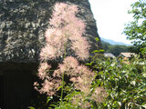 Smoke bush