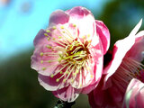 Prunus mume 'Ohginagashi'