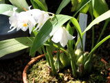 Coelogyne mooreana