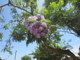 Jacaranda