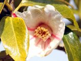 Camellia Showa-nishiki