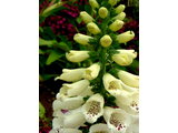 Digitalis