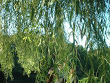 Weeping Willow