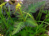 Whorled lousewort