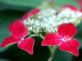 額紫陽花　桃の山