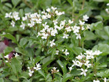 Cardamine longifructa