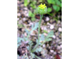 Papaver fauriei