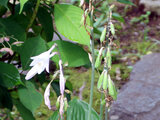 Hosta