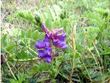 Oxytropis megalantha