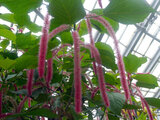 Chenille plant