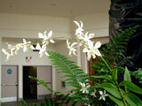 Dendrobium