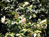 Camellia Kanka shibori