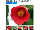 Camellia japonica