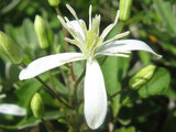 Clematis terniflora