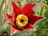 Pulsatilla cernua