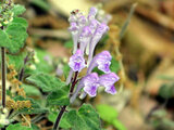 Scutellaria indica