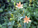 Iris domestica