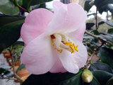 Camellia 'Momotaro'