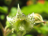 Rubus crataegifoliu