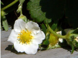 Garden strawberry