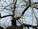 Prunus 'minarishidare'