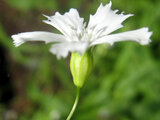 Lychnis gracillima