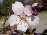 3月ピンクの花
