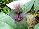 White bat flower