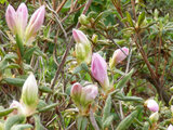 Rhododendron kaempferi