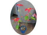 Poinsettia