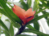 flowendanusring pandanus